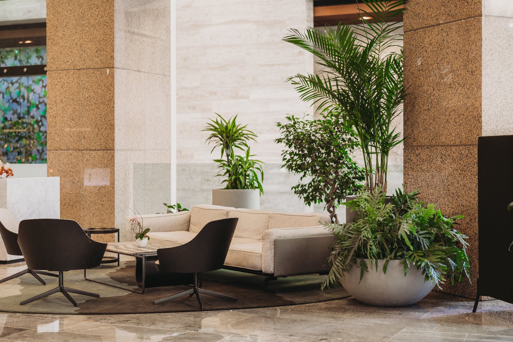 Modern interior with beige sofa, dark chairs, and potted plants in a well-lit room.