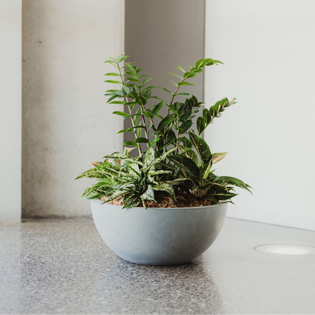Potted plant on a concrete floor with a white wall in the background