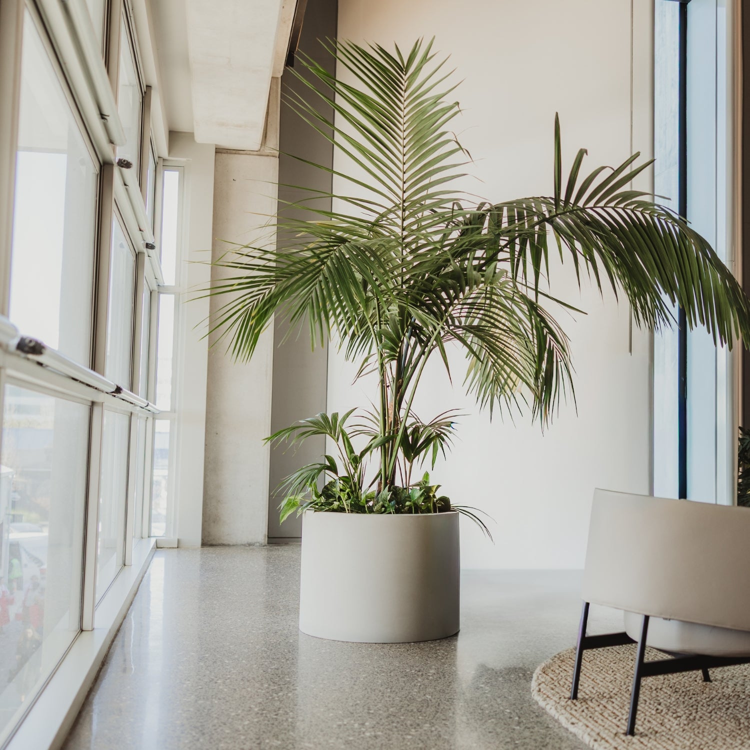 Potted plant in a modern indoor setting with large windows