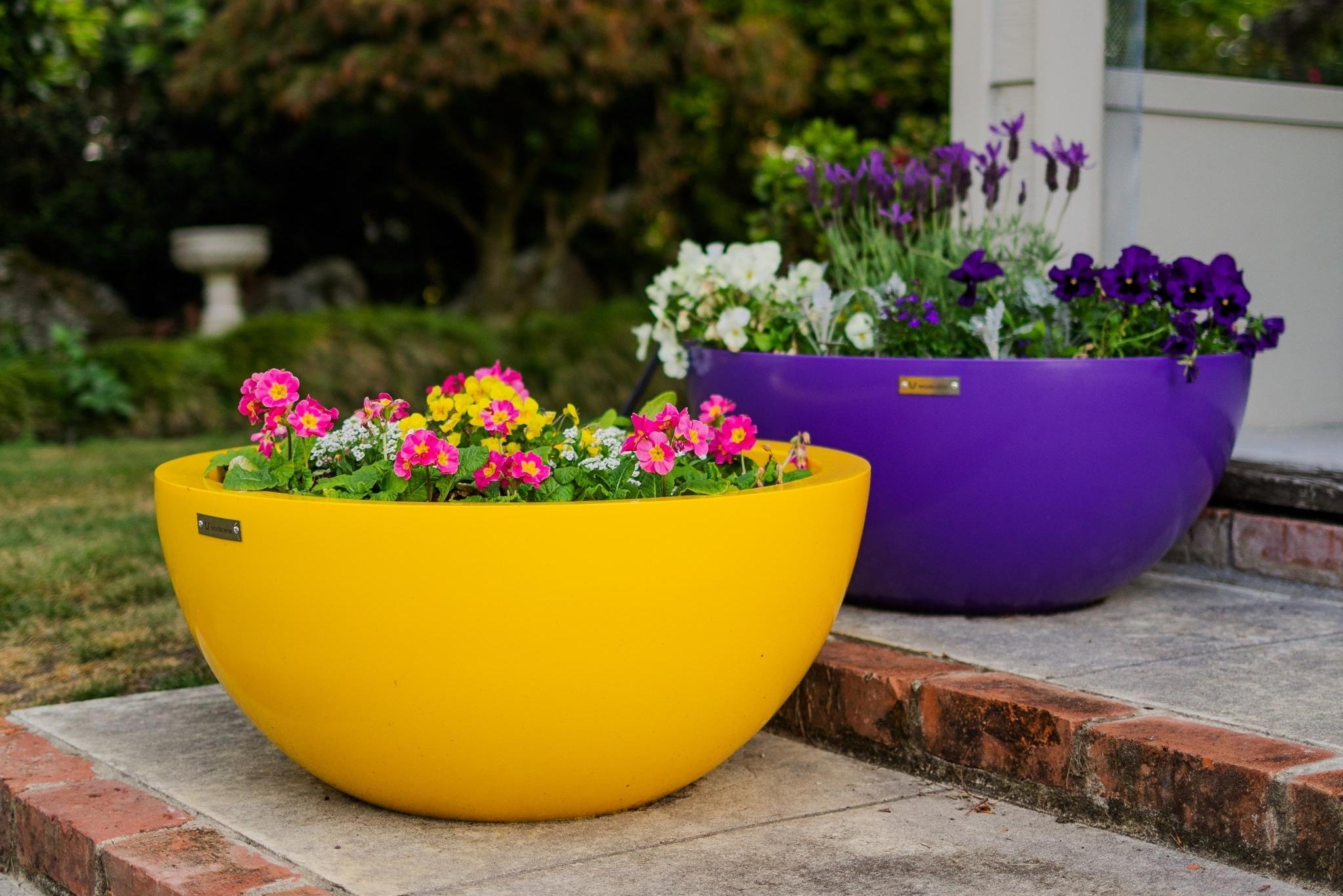 Two planters, one yellow and one purple, with flowers on a patio.