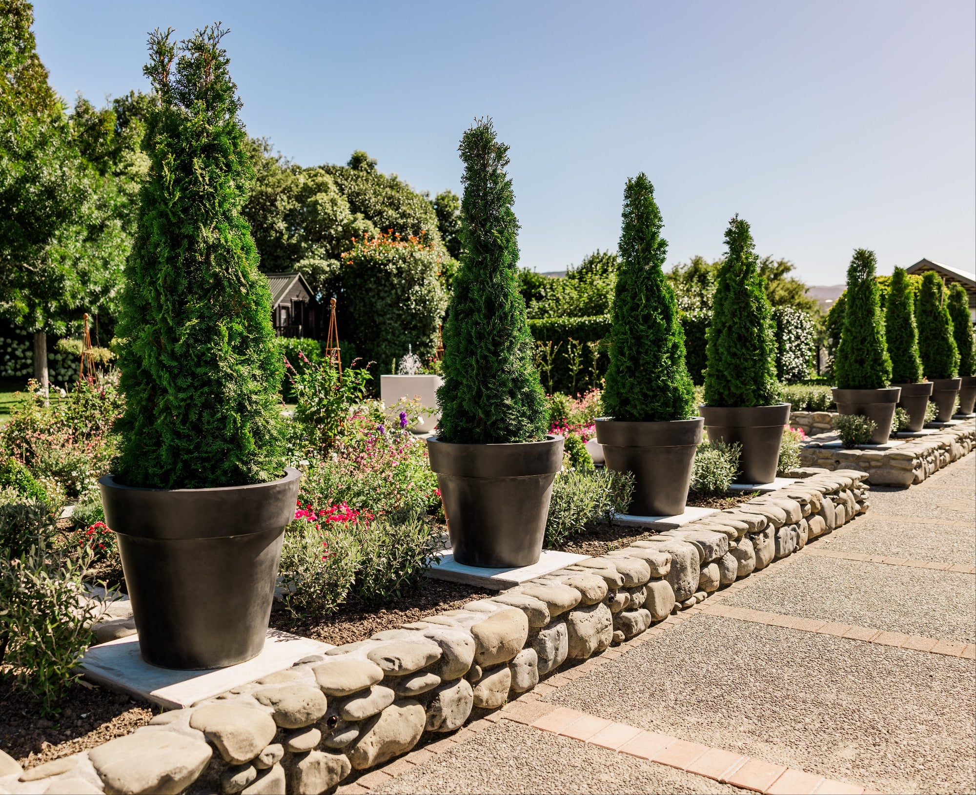 Row of potted conifer trees in a garden setting with stone border and clear sky.