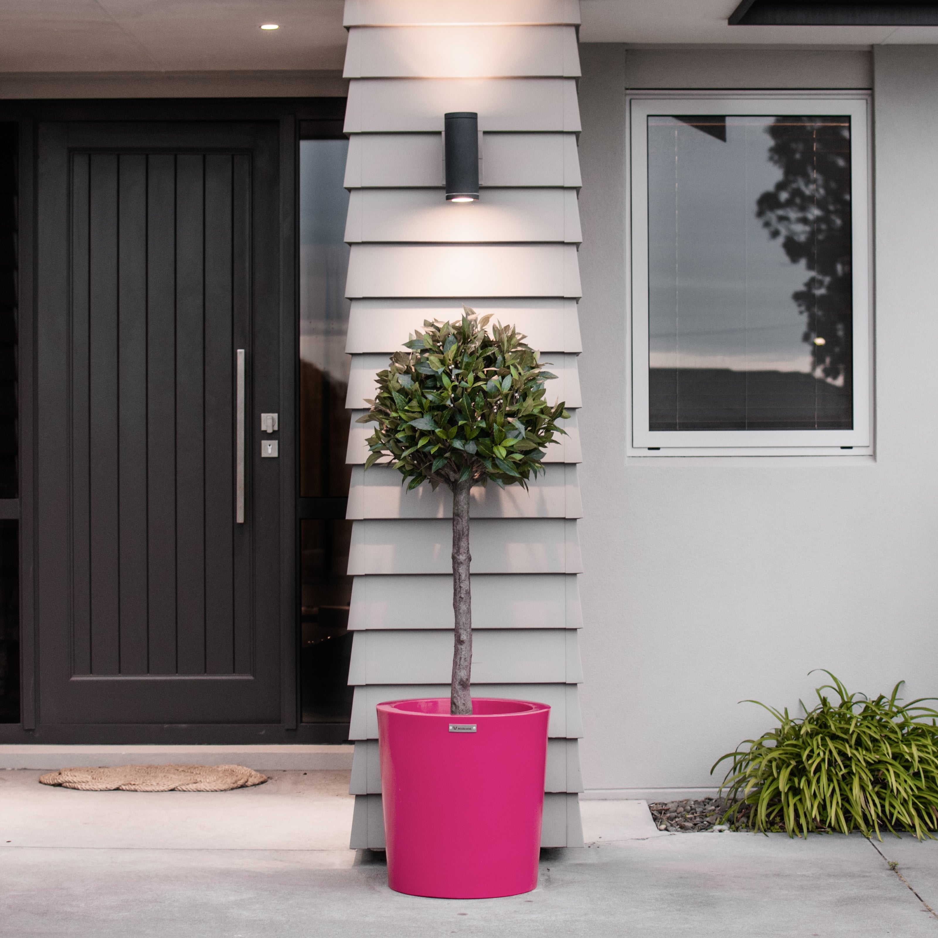 Pink planter pot with a bay tree in it. 